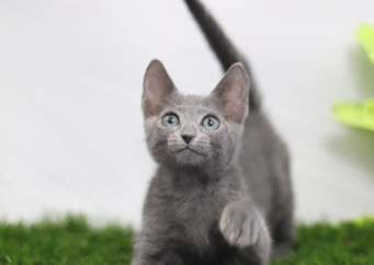 러시안블루 고양이 분양가격 그리고 특징 및 성격
