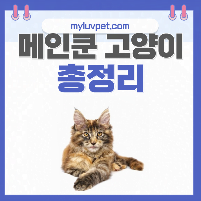 메인쿤 고양이의 유래와 분양가격 장단점 특징 유전병 총정리